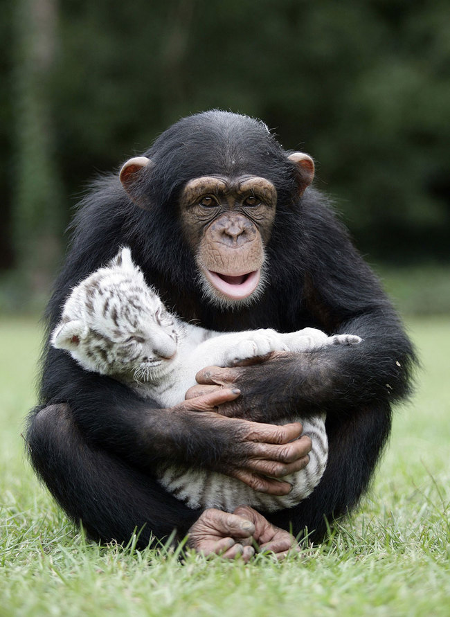[Image: Animals-With-Their-Softer-Side3.jpg]