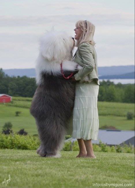 Giant Dogs And Their Owners