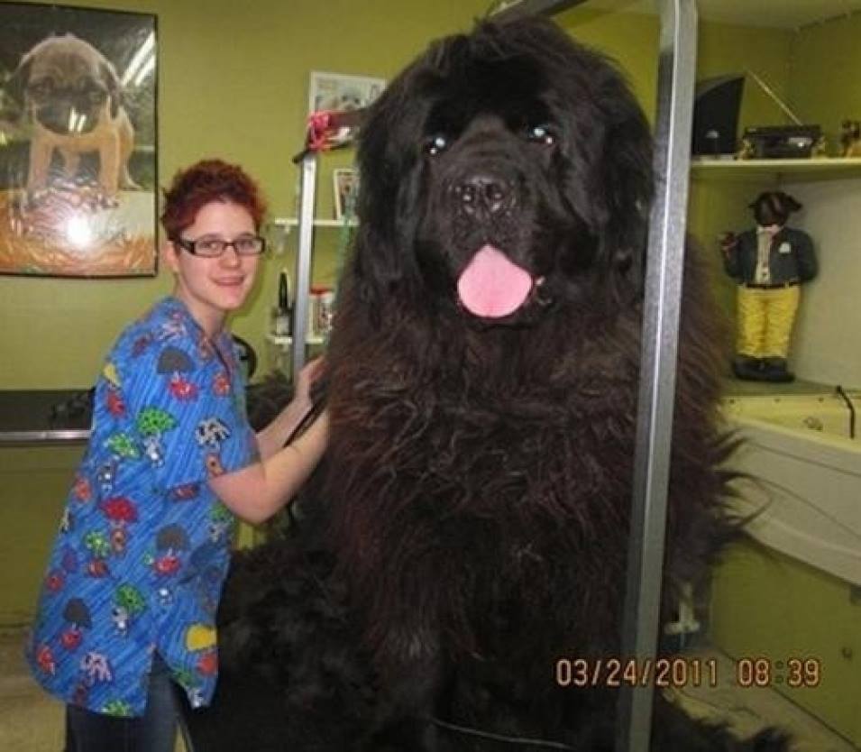Giant Dogs And Their Owners2