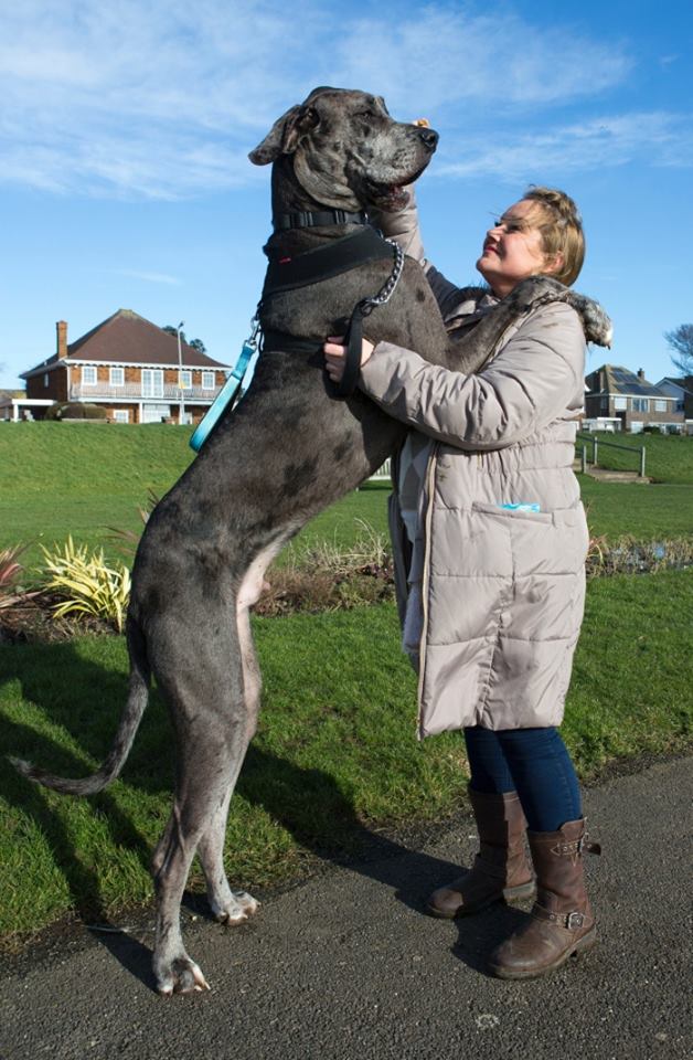 Giant Dogs And Their Owners5