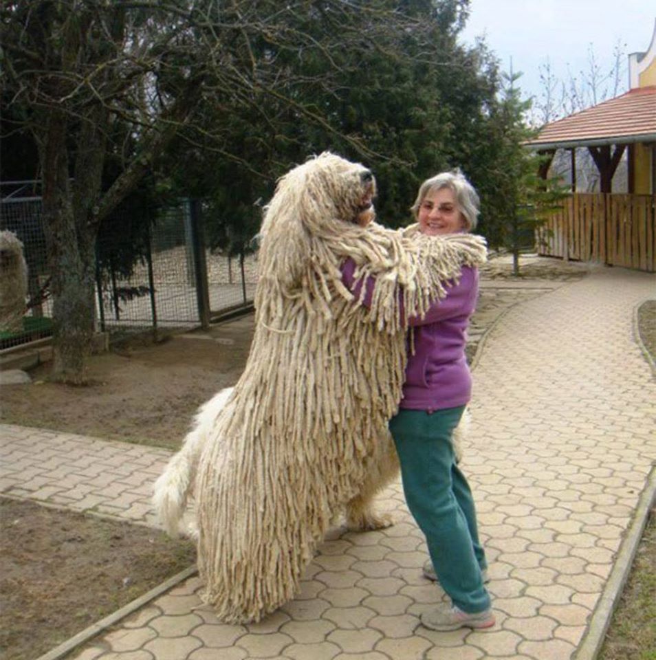 Giant Dogs And Their Owners6