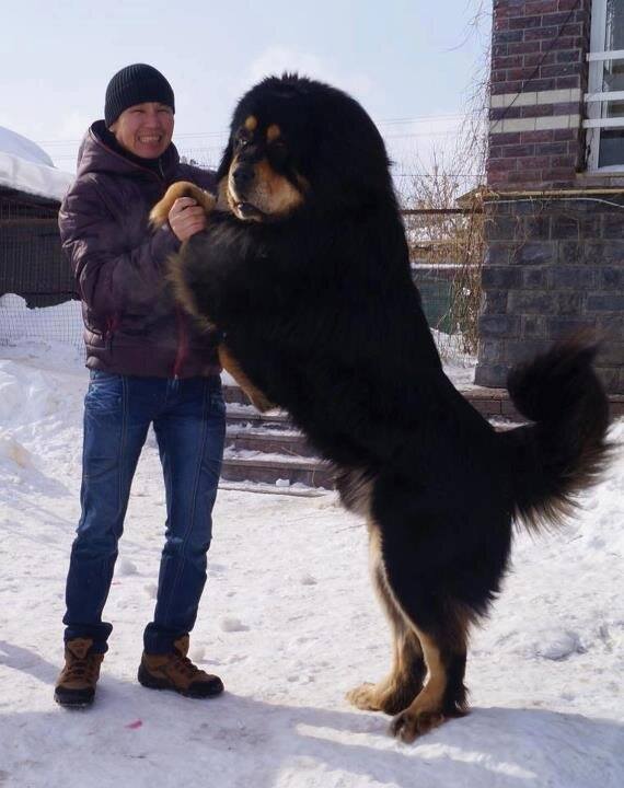 Mongolian Dog