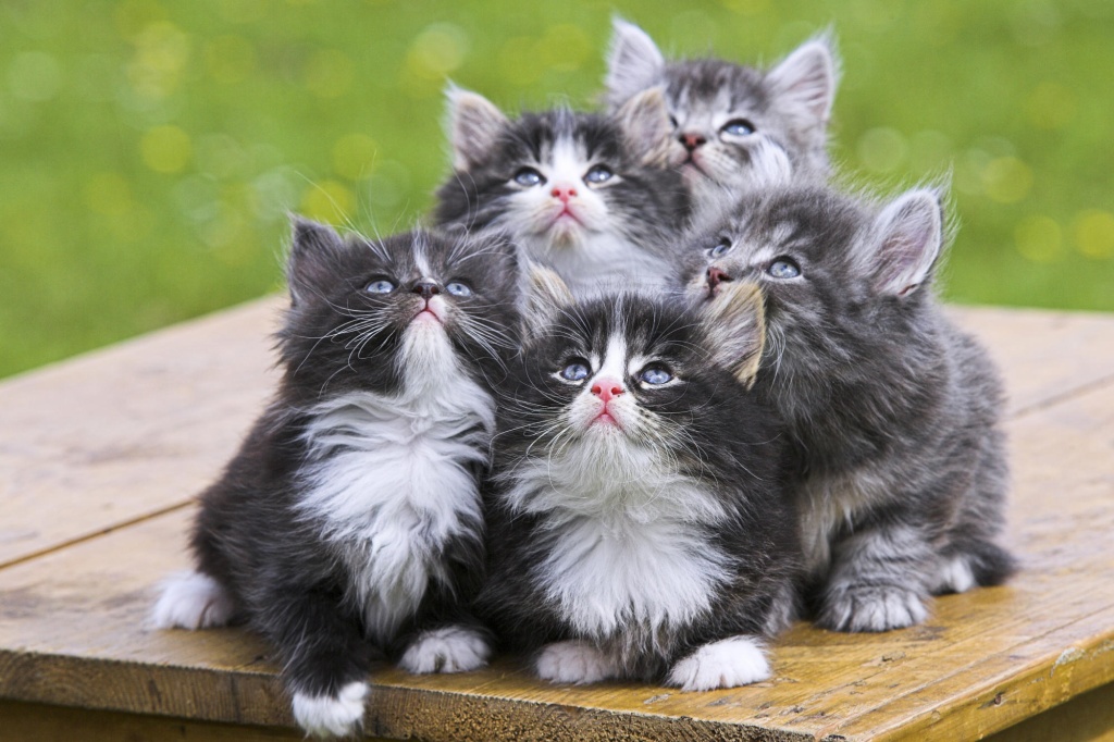 Norwegian-Forest-Cats