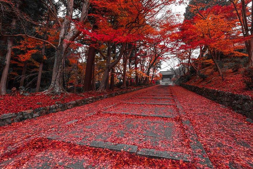 Wonderful Paths In The World5