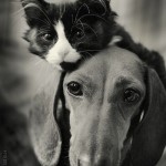 Like Cat and Dog