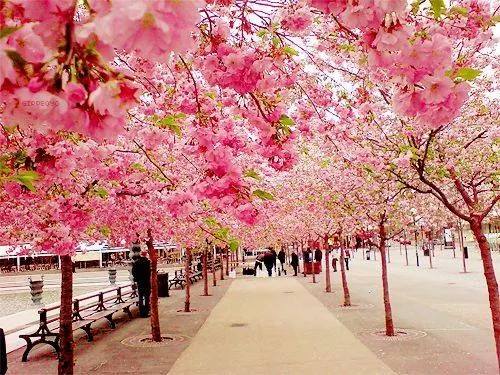 cherry_blossom_tree4