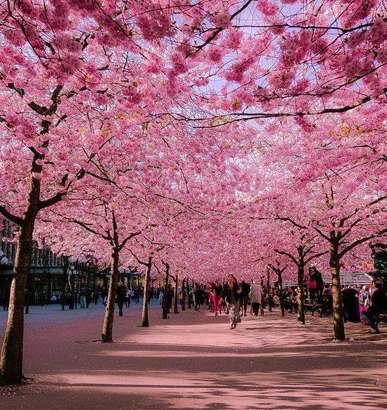 cherry_blossom_tree5