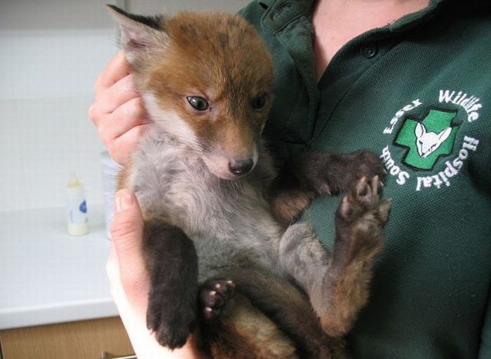 fox_caked_in_mud_rescued_from_hole_03