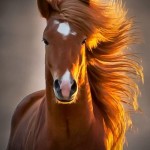 Most photogenic horse ever