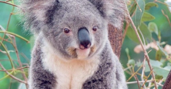 What A Wet Koala Looks Like