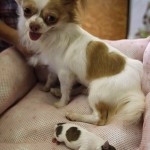 Chihuahua puppy with heart on his side