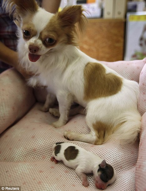 puppy1