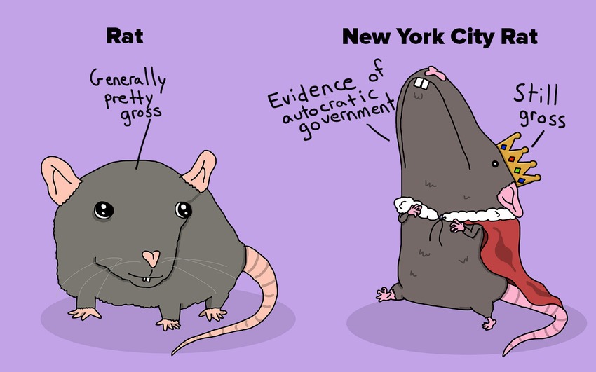 rat