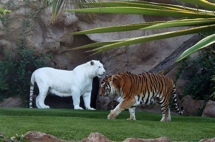 Albino Animals