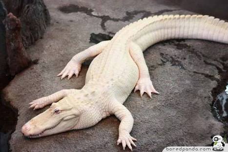 Albino Animals5