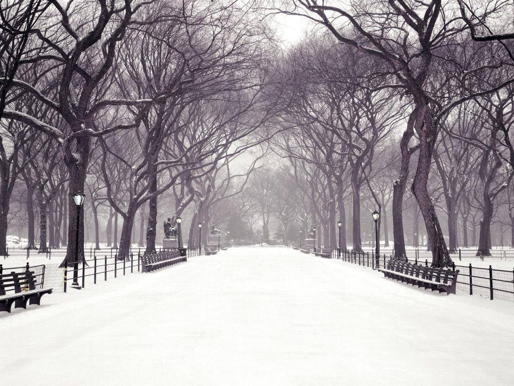 Central Park, New York8
