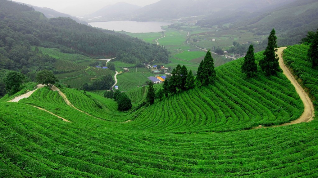 Tea fields