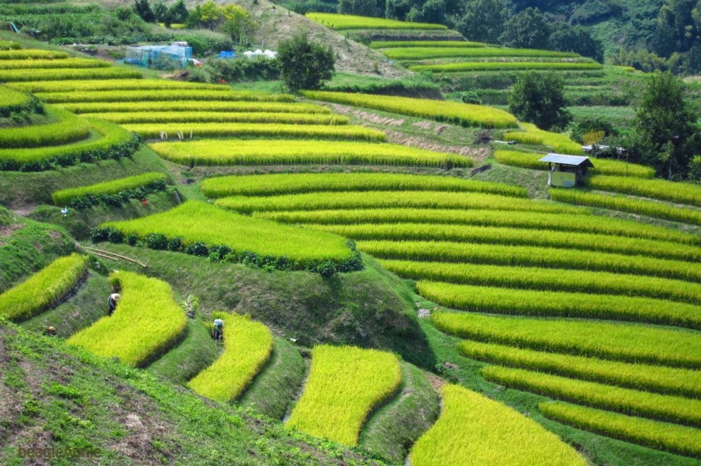 Tea fields4
