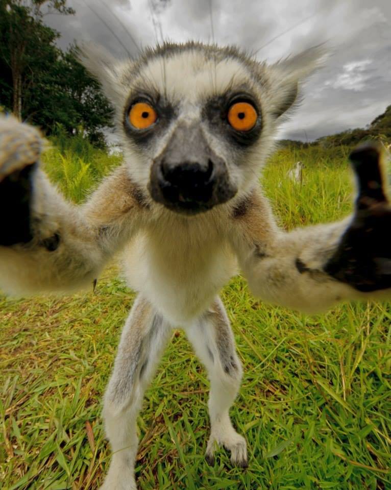 animals make selfies