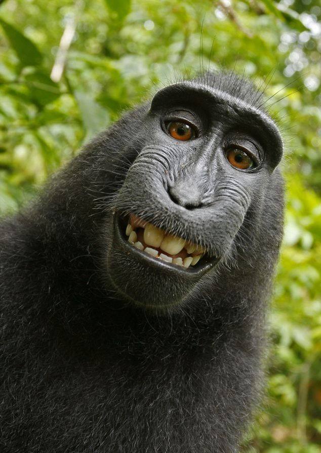 animals make selfies2