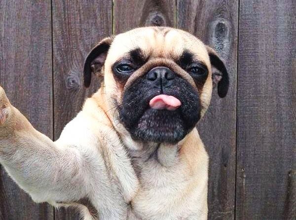 animals make selfies4