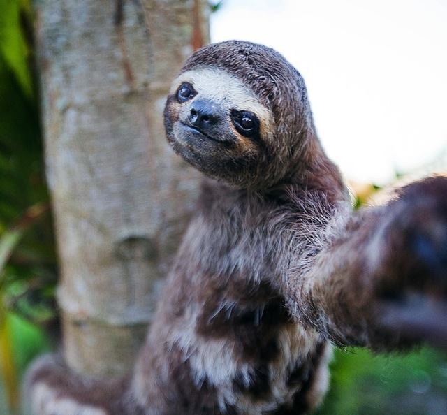 animals make selfies6