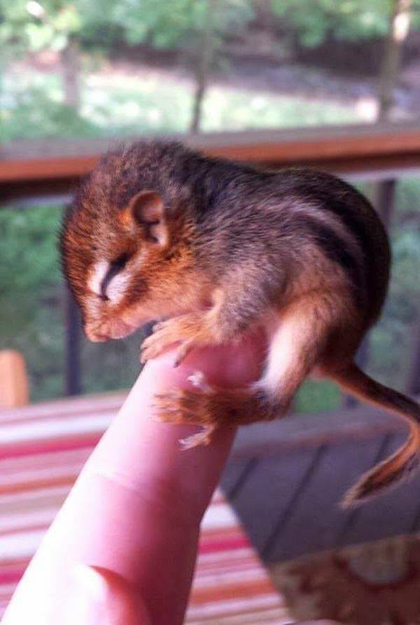 cute baby squirrels2