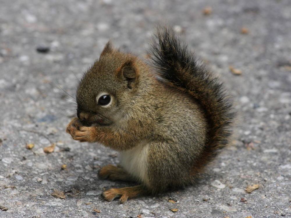 cute baby squirrels3