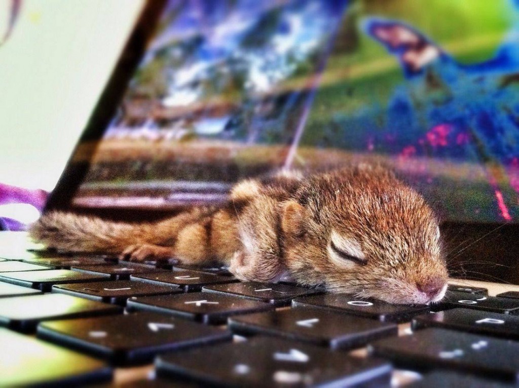 cute baby squirrels5