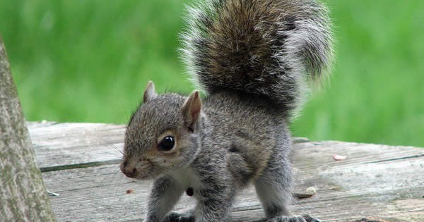 Cute Baby Squirrels