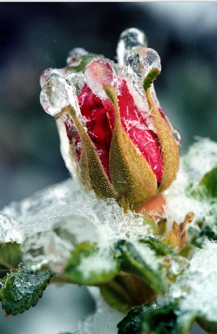 frozen flowers2