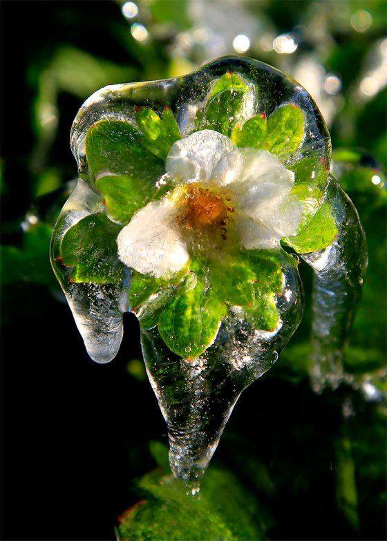 frozen flowers5