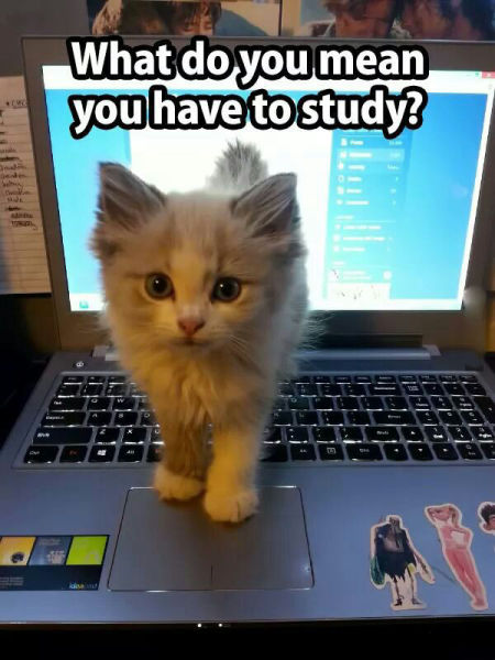 what do you mean you have to study