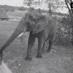 Elephant caught on CCTV cleaning up the trash