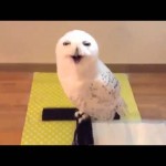 Laughing Owl