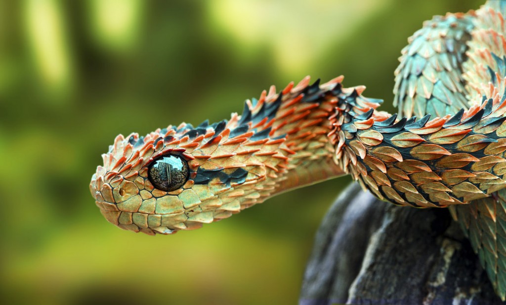 bush viper