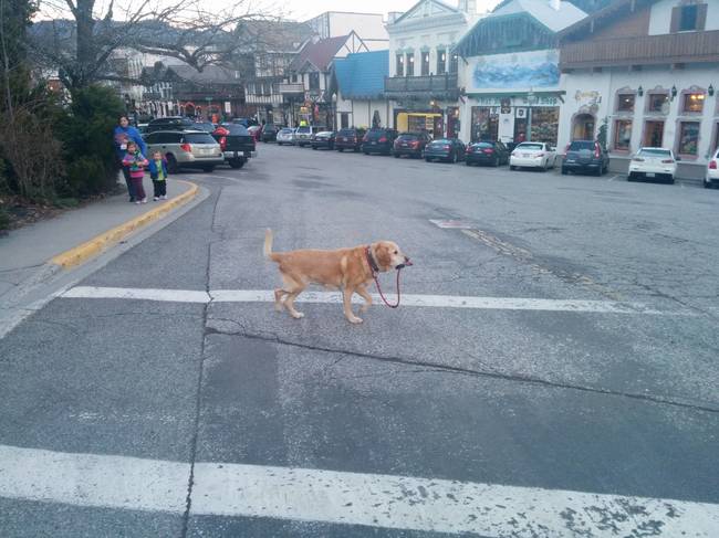 A strong independent dog who don't need no man
