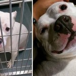 Before And After Puppy Adoption