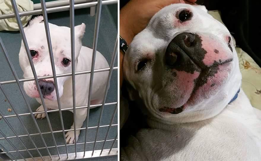 Before And After Puppy Adoption