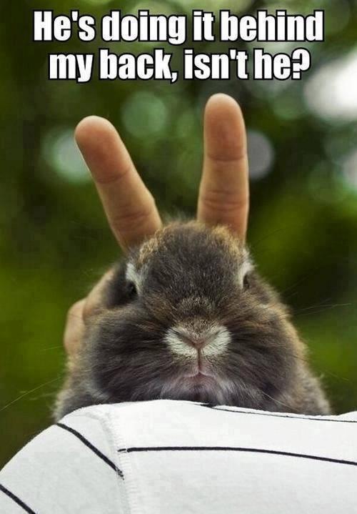 Funny Animal Quotes