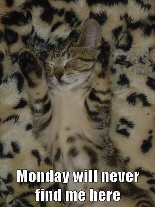 Funny Animal Quotes11