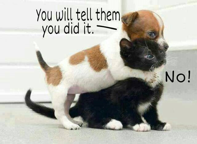 Funny Animal Quotes2