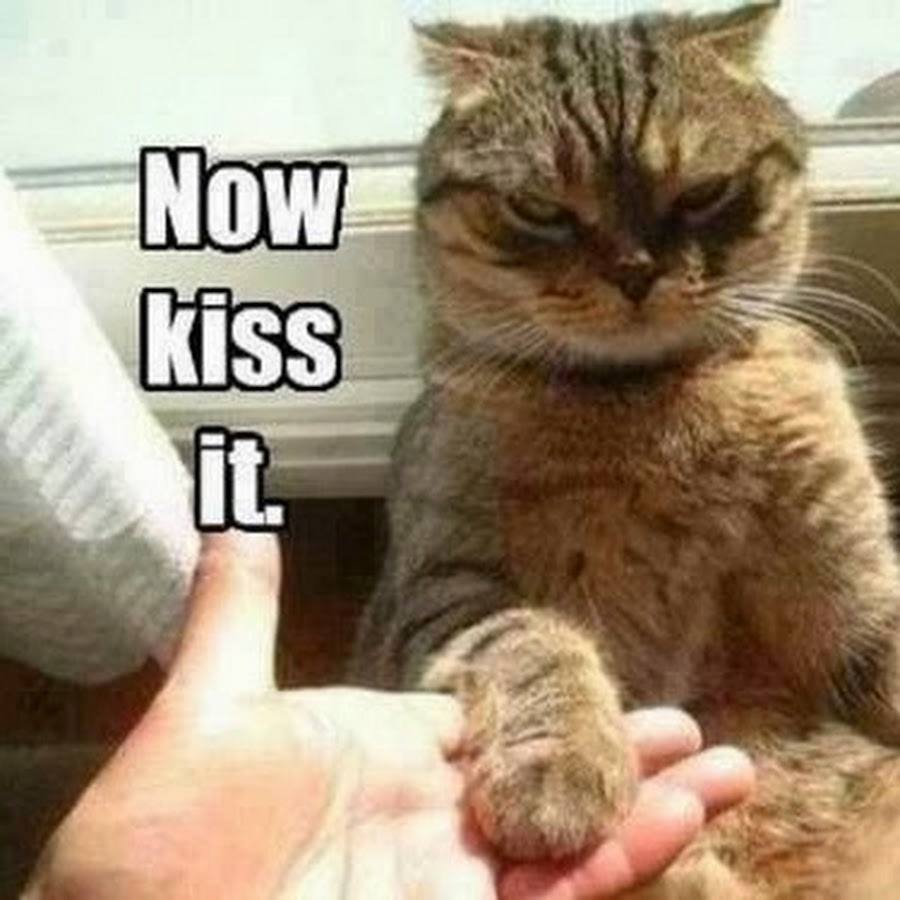 Funny Animal Quotes3