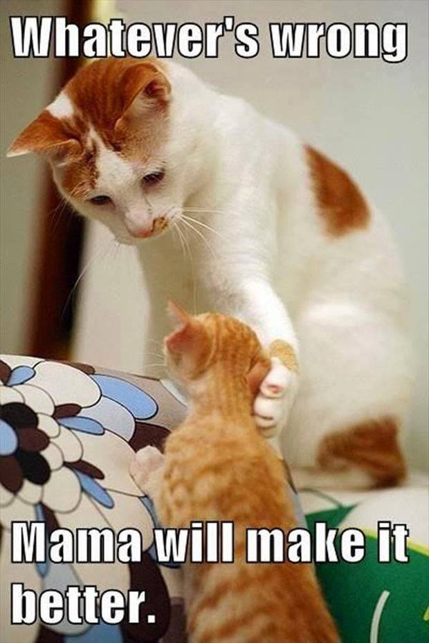 Funny Animal Quotes4