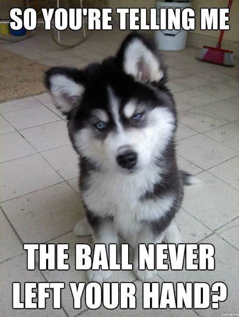 Funny Animal Quotes5
