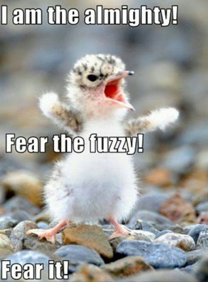 Funny Animal Quotes6