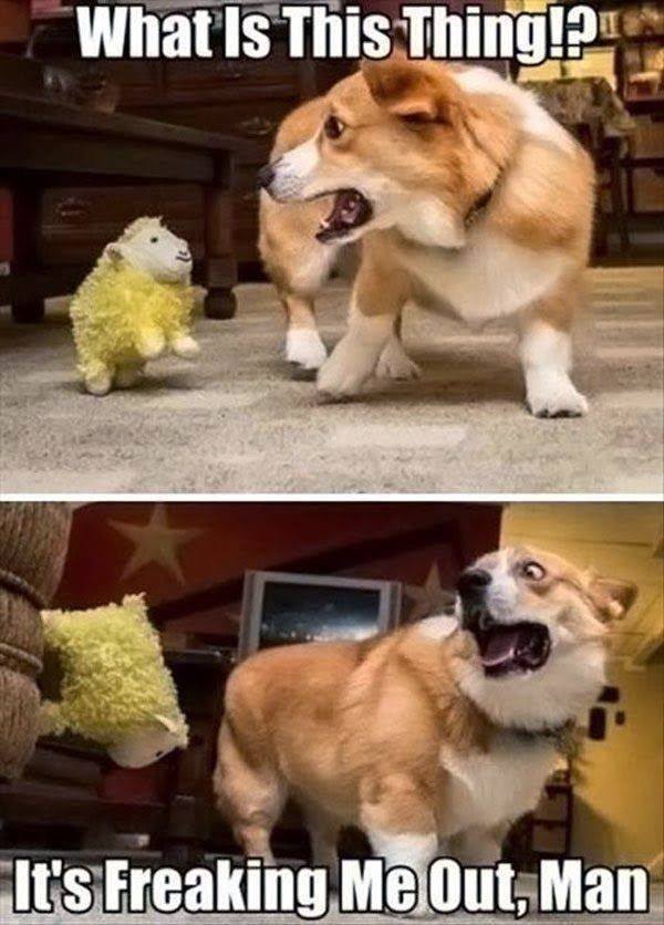 Funny Animal Quotes7