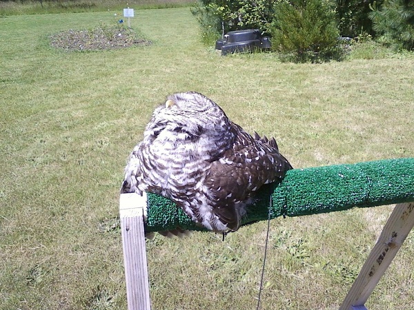 Have you seen a bird enjoy the sun to the point that they see to be melting4