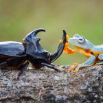 Amazing Photos Of A Tiny Frog Riding On A Beetle’s Back