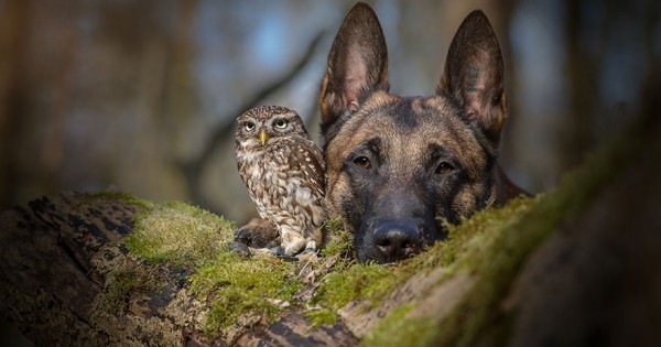 The Unlikely Friendship Of A Dog And An Owl